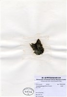 藏品(指枝藻)的圖片